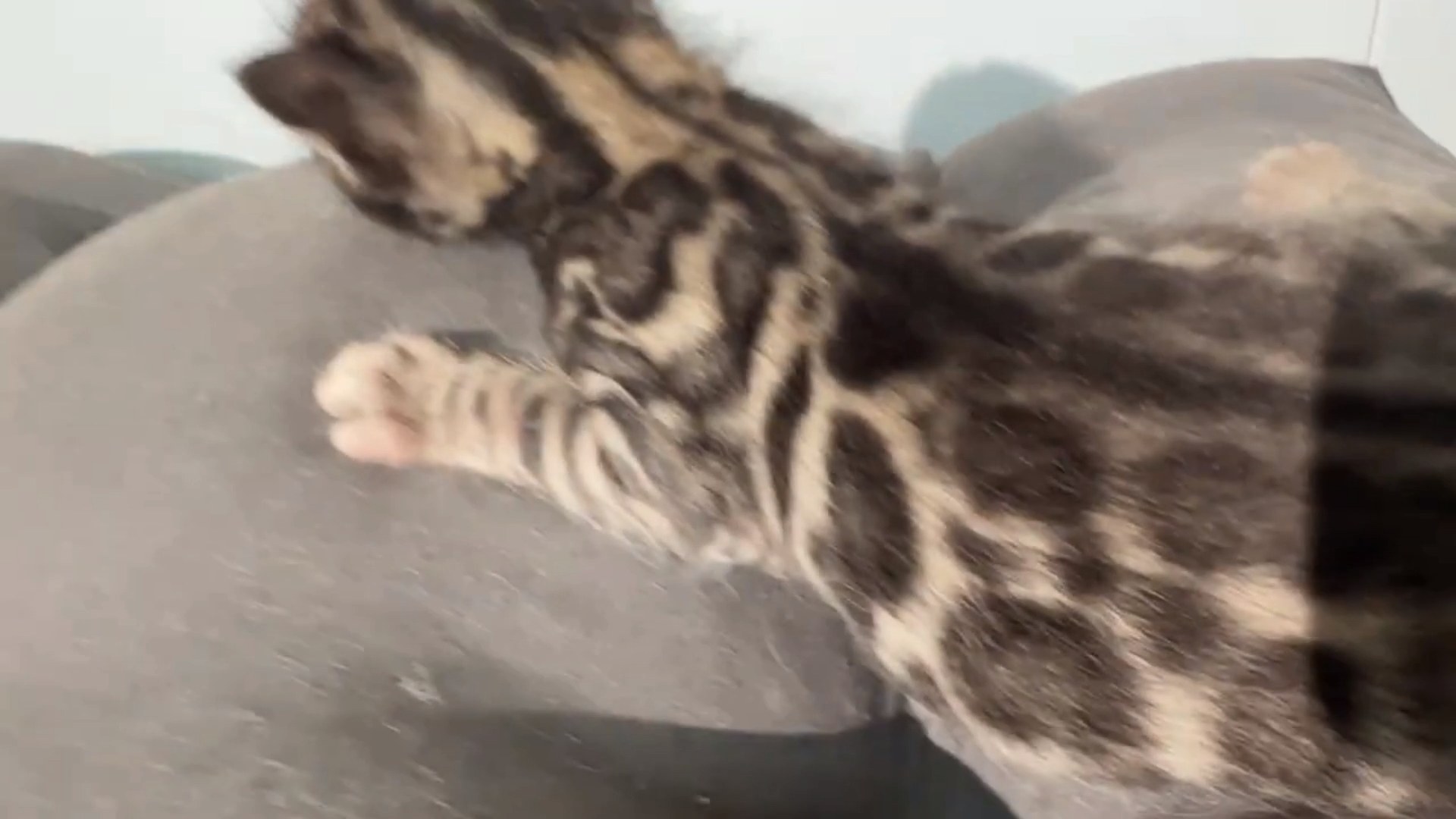 Macchiato - Brown Rosetted Bengal kitten at Wylde Bengals, photo 10