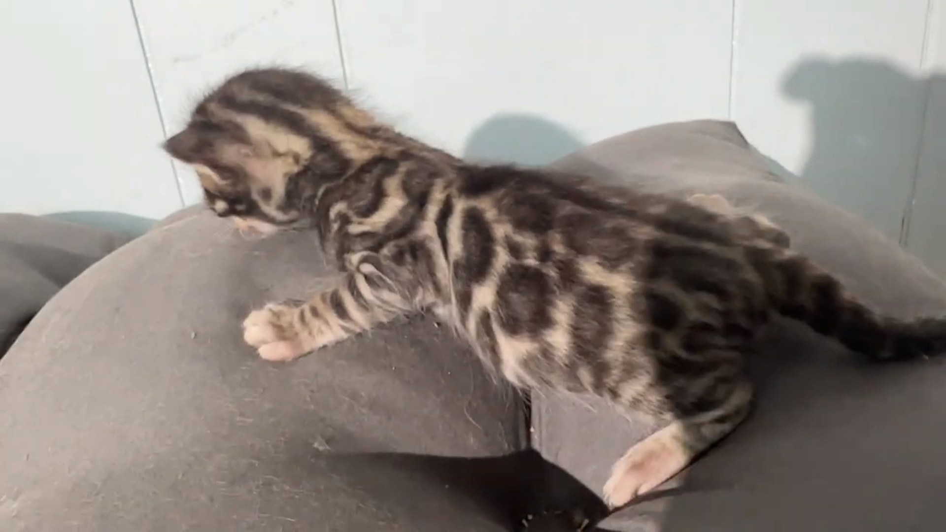 Macchiato - Brown Rosetted Bengal kitten at Wylde Bengals, photo 11