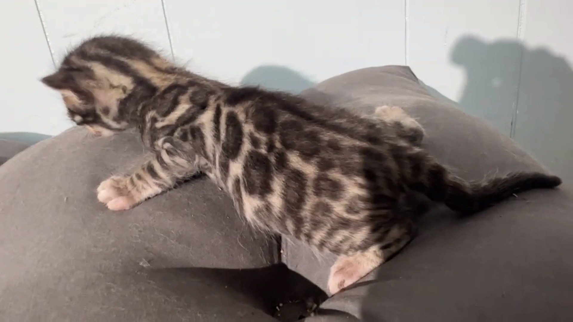Macchiato - Brown Rosetted Bengal kitten at Wylde Bengals, photo 12