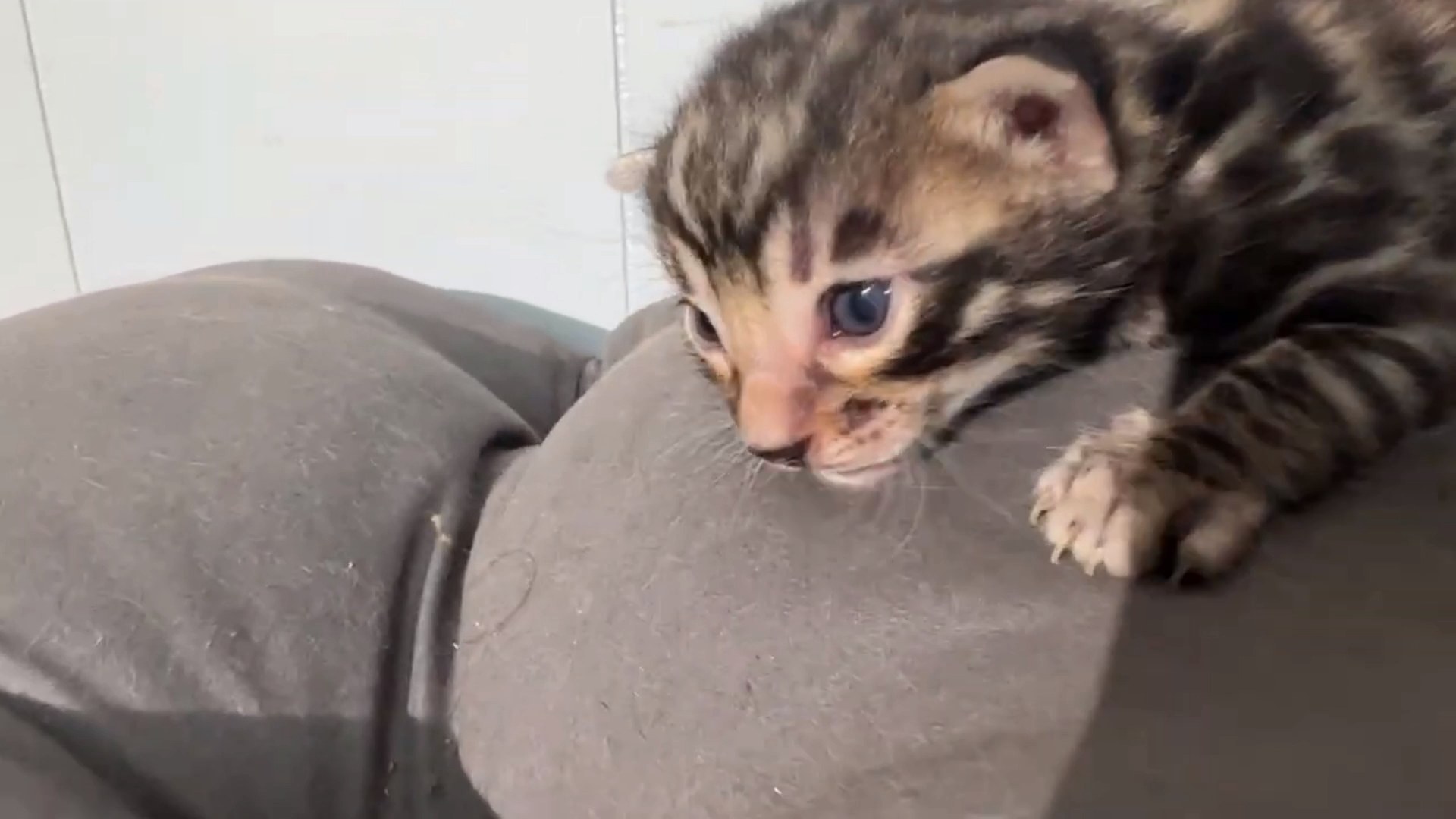 Maserati - Brown Rosetted Bengal kitten at Wylde Bengals, photo 1