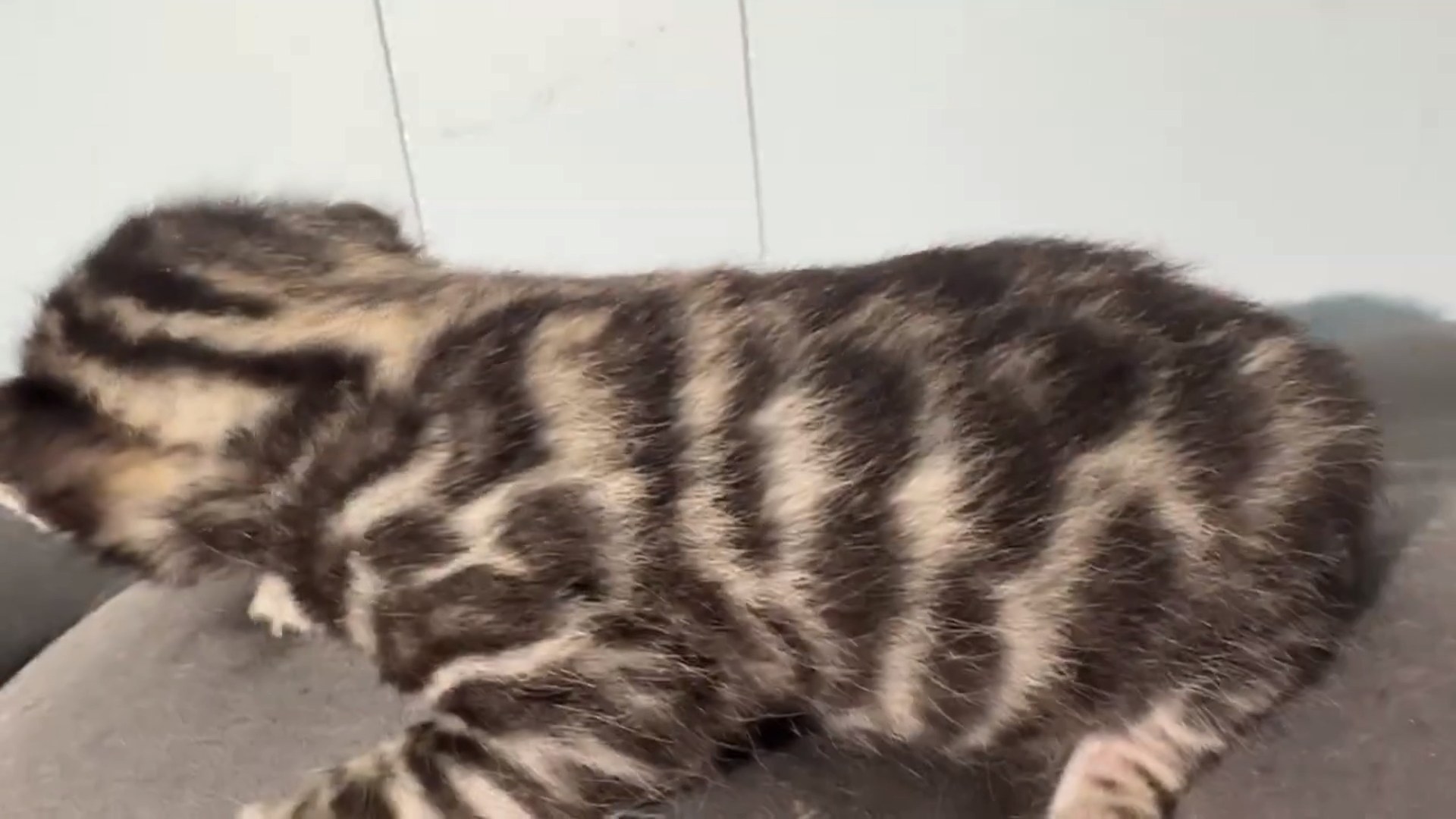 Maserati - Brown Rosetted Bengal kitten at Wylde Bengals, photo 2