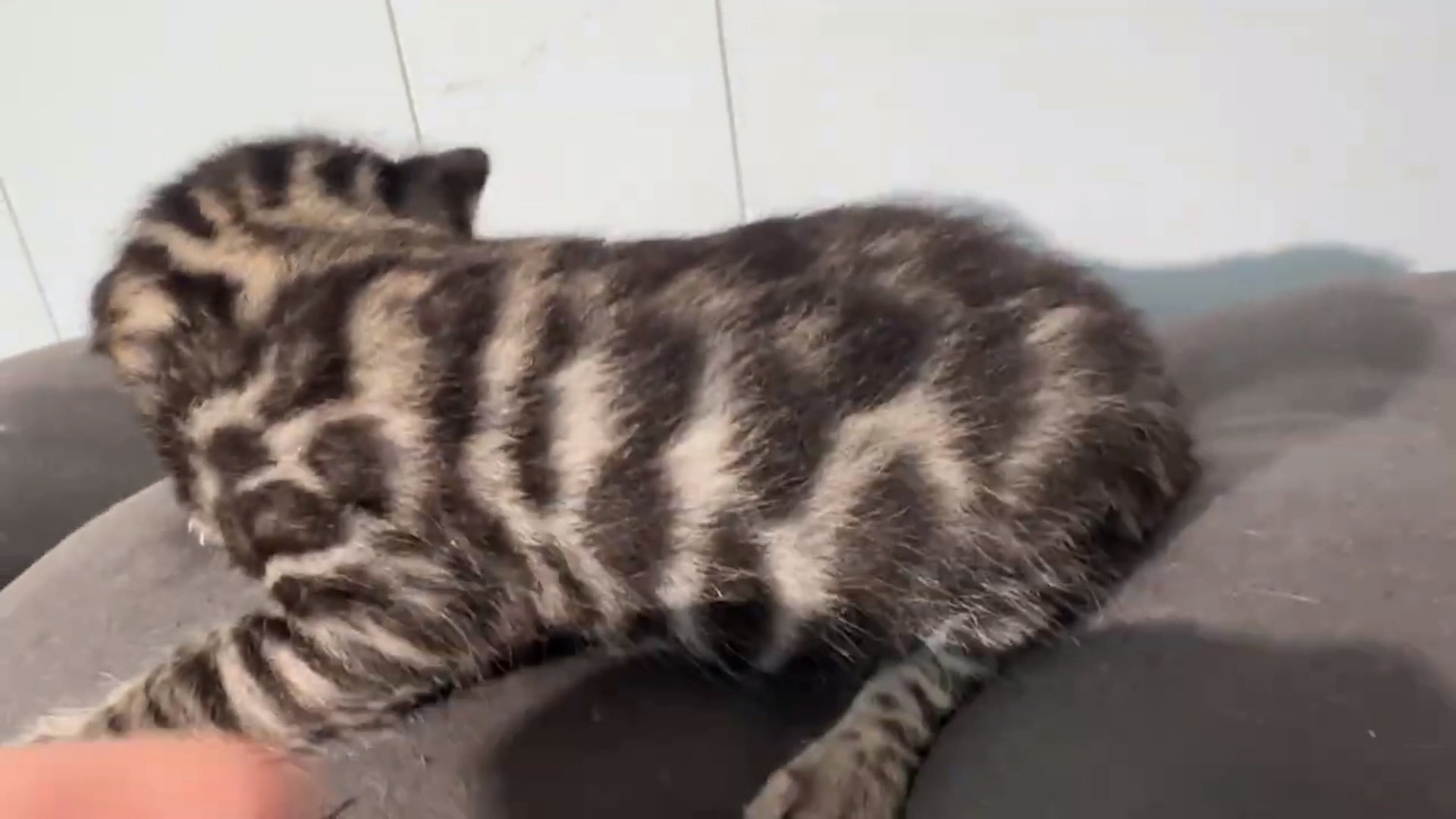 Maserati - Brown Rosetted Bengal kitten at Wylde Bengals, photo 3