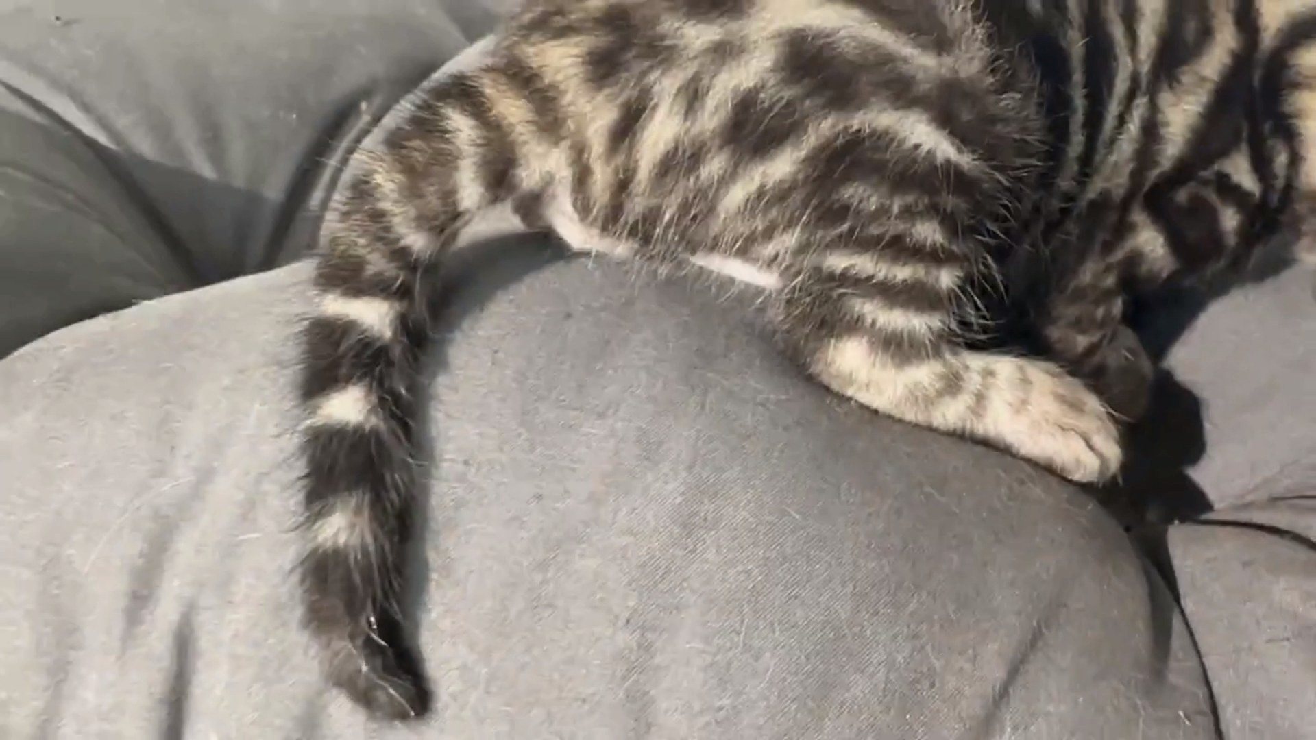 Maserati - Brown Rosetted Bengal kitten at Wylde Bengals, photo 4