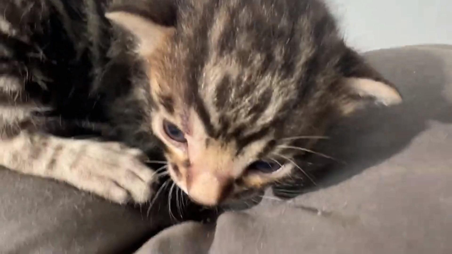 Maserati - Brown Rosetted Bengal kitten at Wylde Bengals
