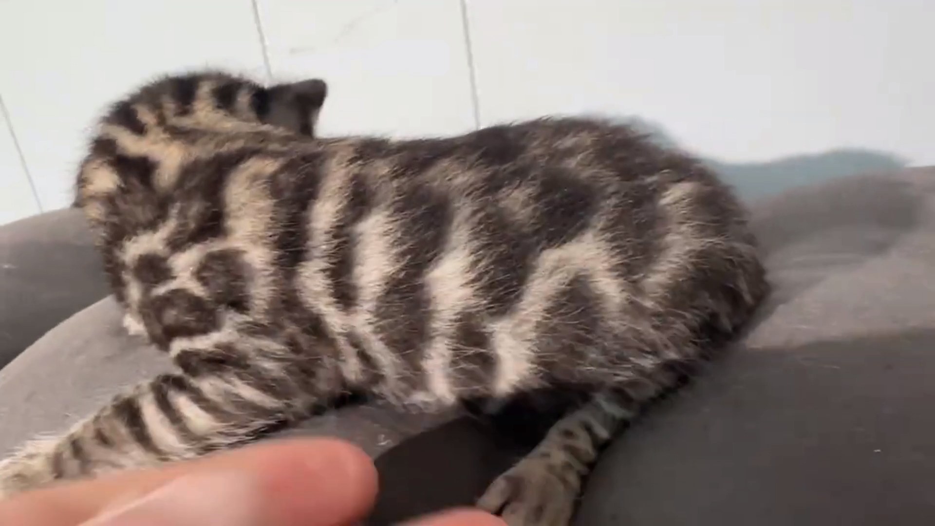 Maserati - Brown Rosetted Bengal kitten at Wylde Bengals, photo 6
