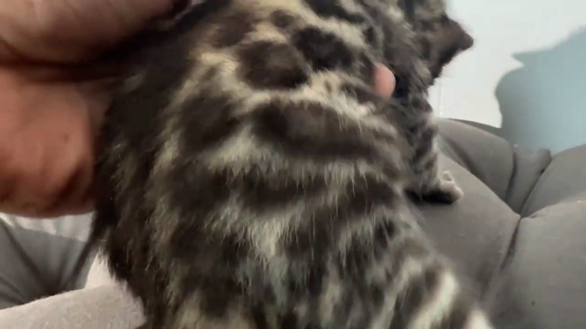 Maserati - Brown Rosetted Bengal kitten at Wylde Bengals, photo 7