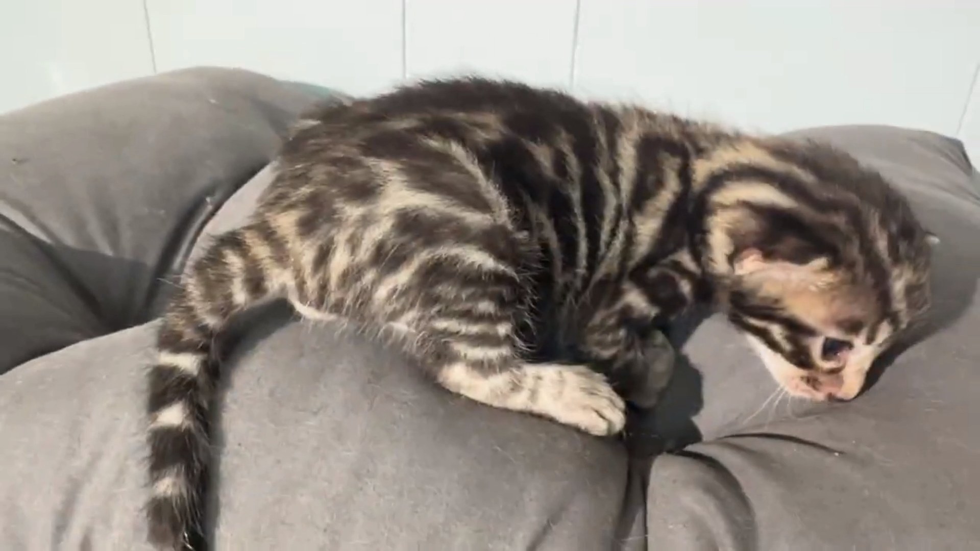 Maserati - Brown Rosetted Bengal kitten at Wylde Bengals, photo 8
