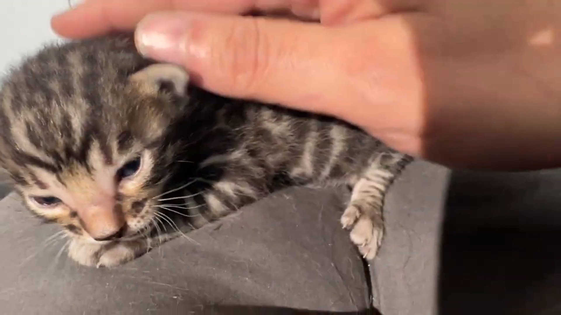 Maserati - Brown Rosetted Bengal kitten at Wylde Bengals, photo 9