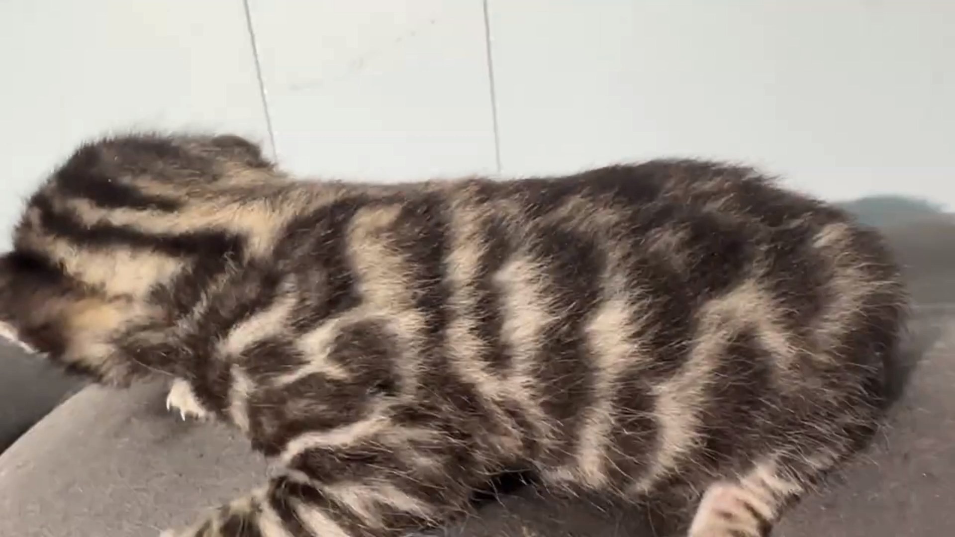 Maserati - Brown Rosetted Bengal kitten at Wylde Bengals, photo 10