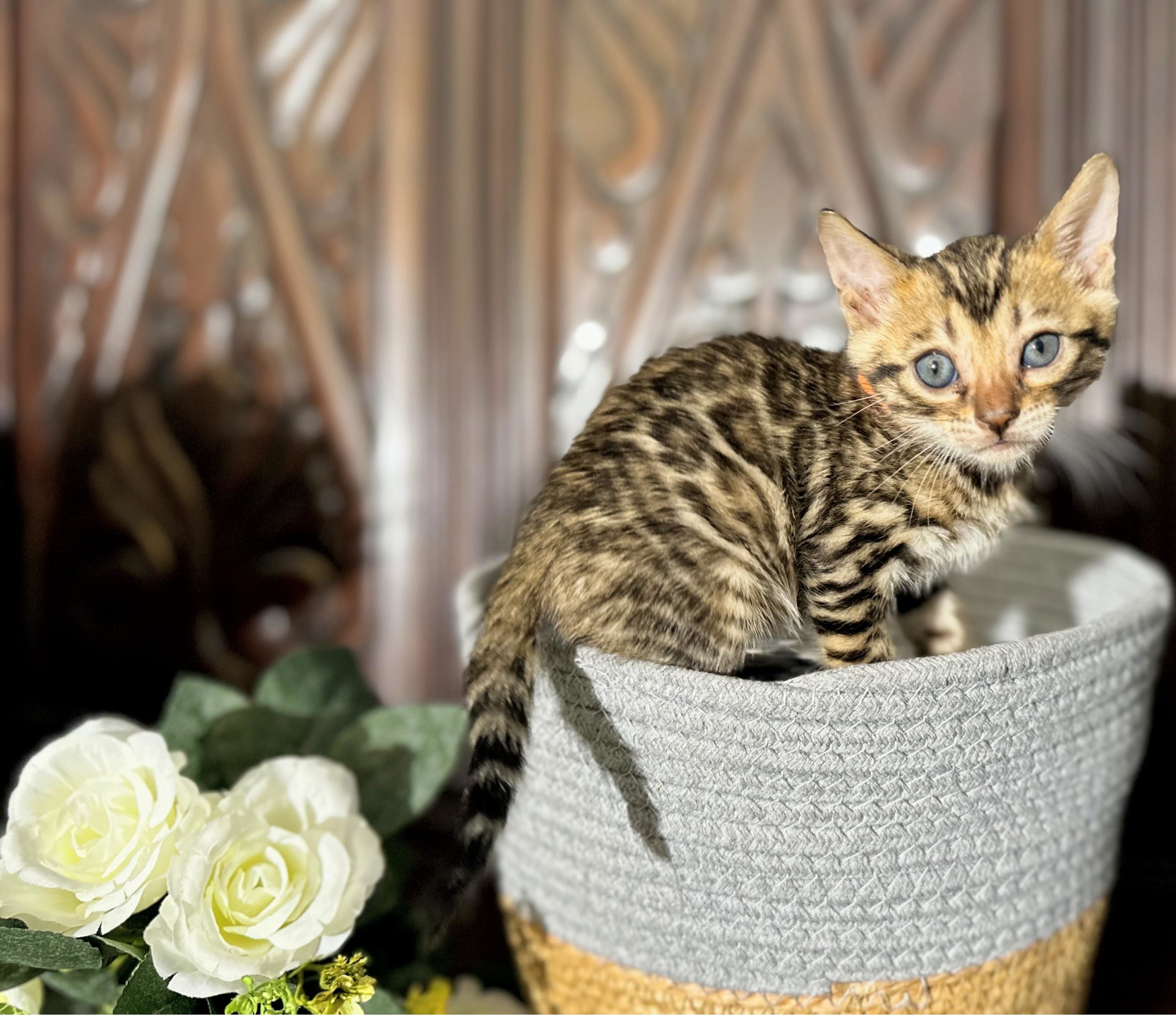 Milo - Brown Rosetted Bengal kitten at Wylde Bengals