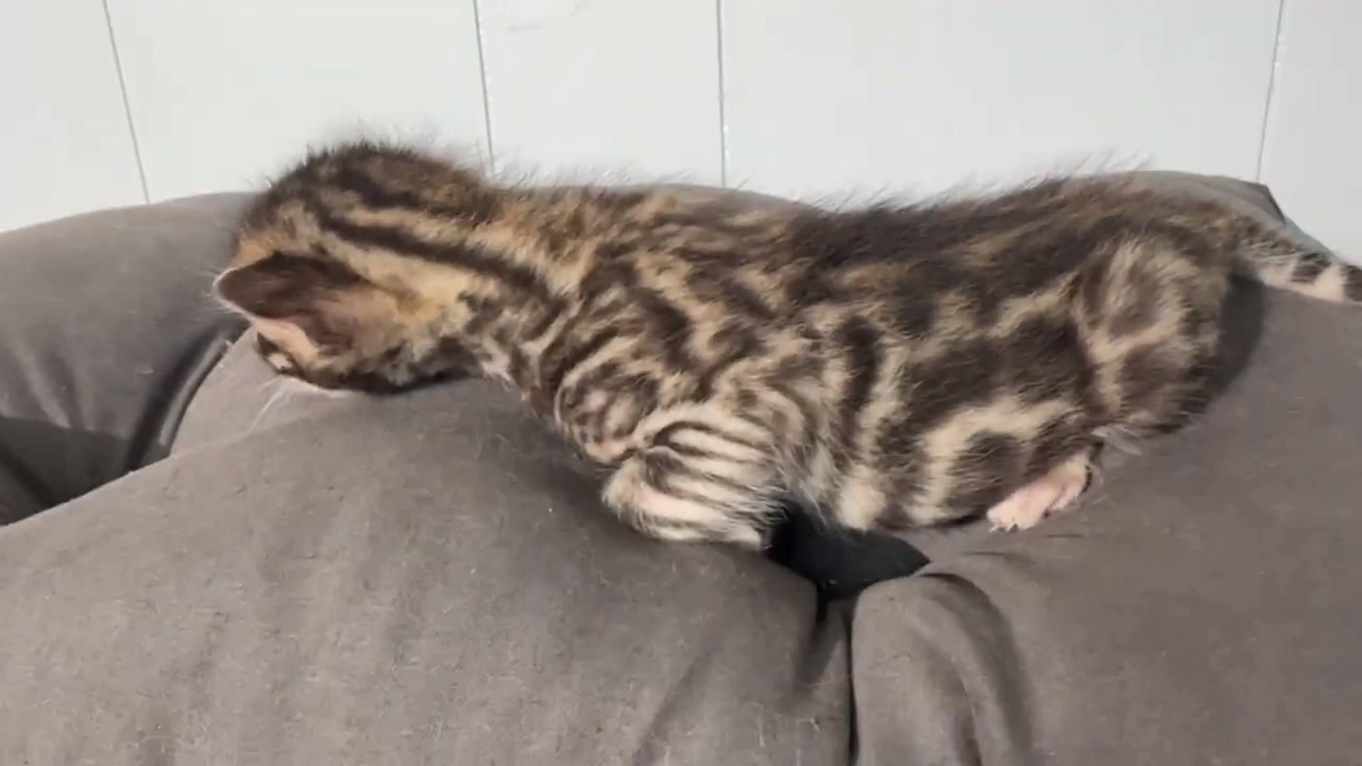Picasso - Brown Rosetted Bengal kitten at Wylde Bengals, photo 1