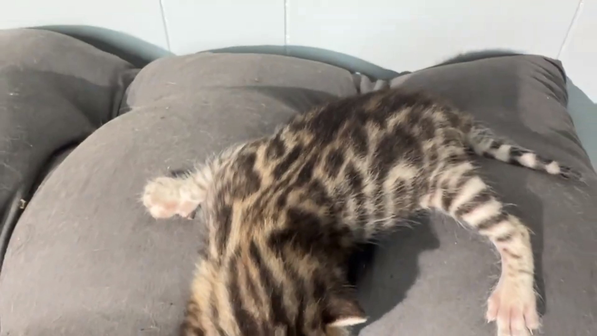 Picasso - Brown Rosetted Bengal kitten at Wylde Bengals, photo 2