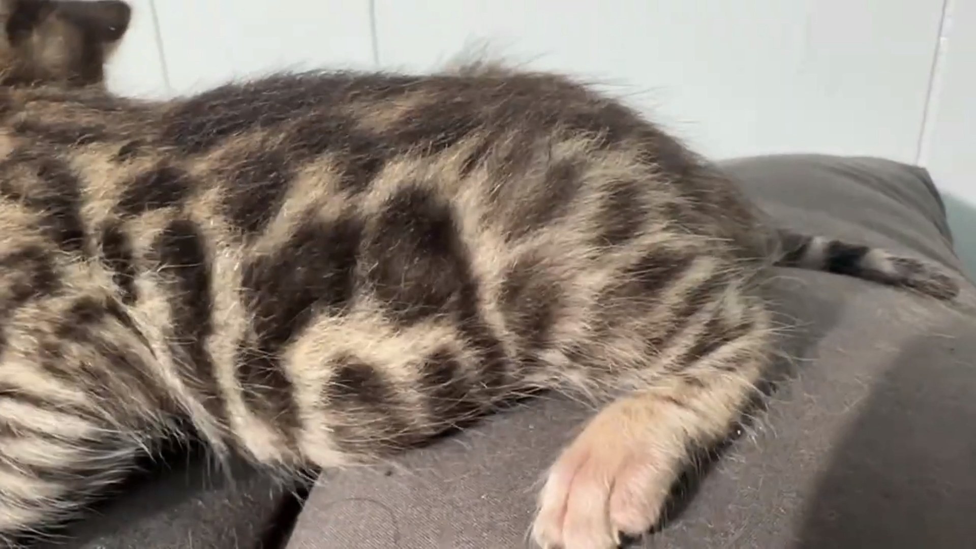Picasso - Brown Rosetted Bengal kitten at Wylde Bengals, photo 3