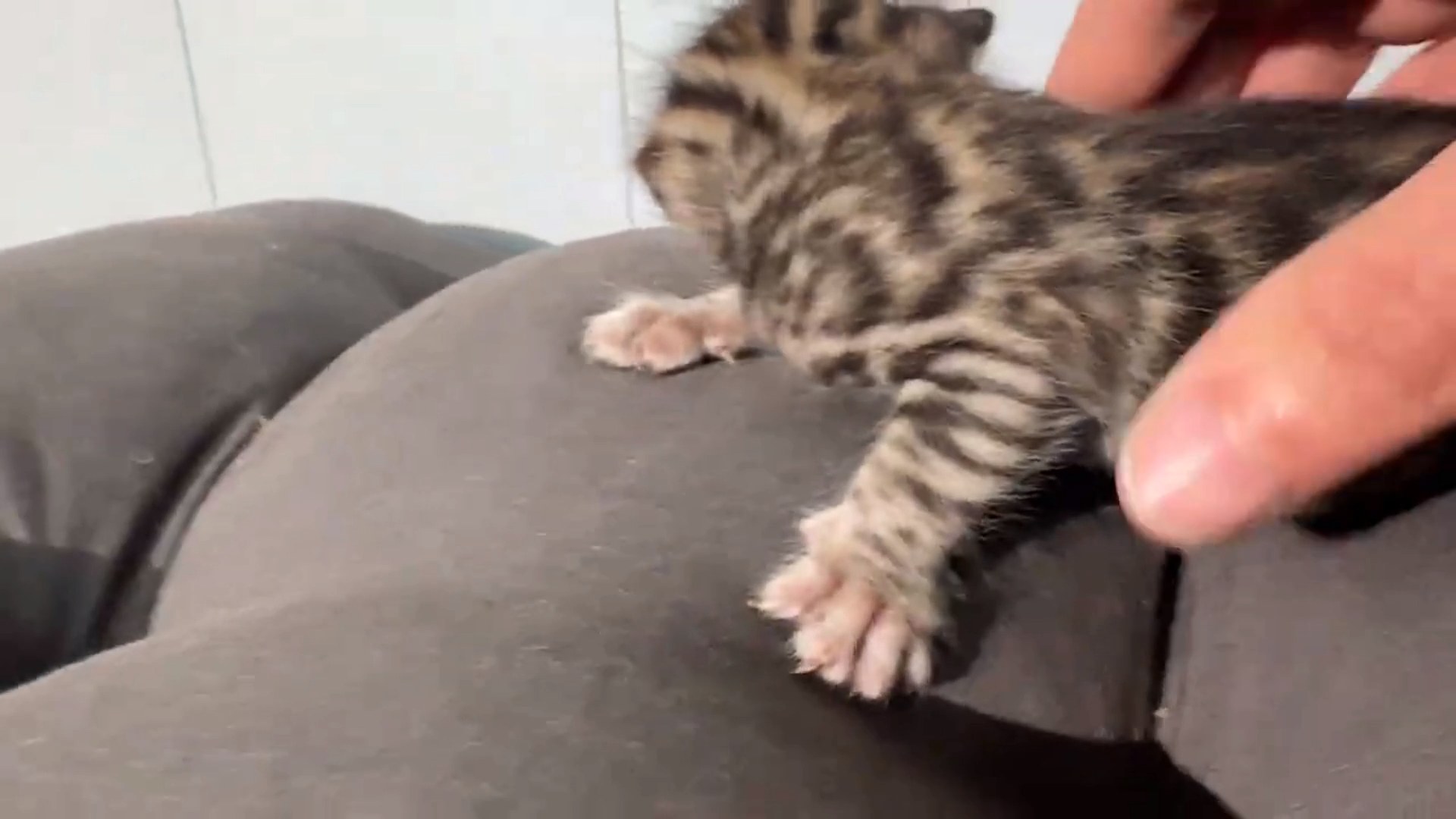 Picasso - Brown Rosetted Bengal kitten at Wylde Bengals, photo 4