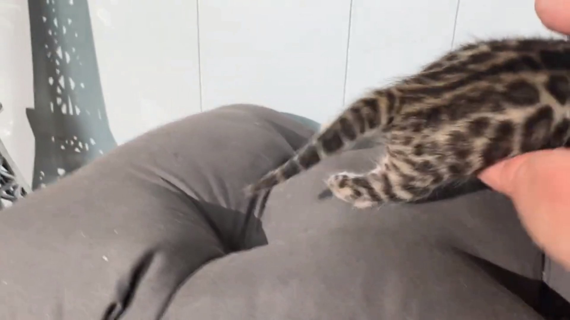 Picasso - Brown Rosetted Bengal kitten at Wylde Bengals, photo 5