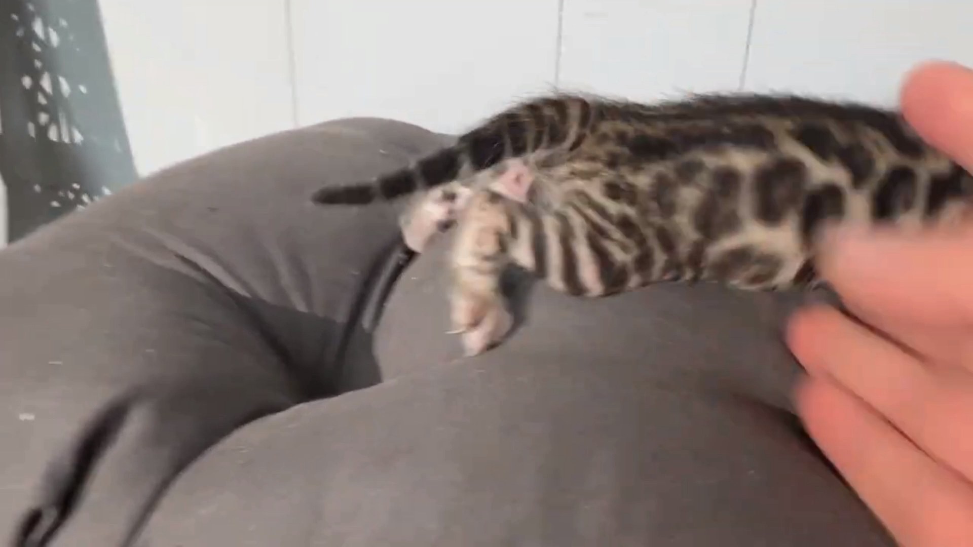 Picasso - Brown Rosetted Bengal kitten at Wylde Bengals, photo 6