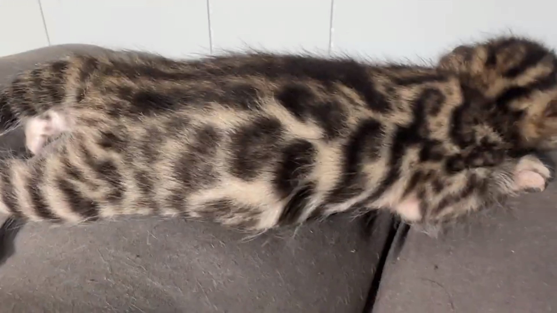Picasso - Brown Rosetted Bengal kitten at Wylde Bengals, photo 7