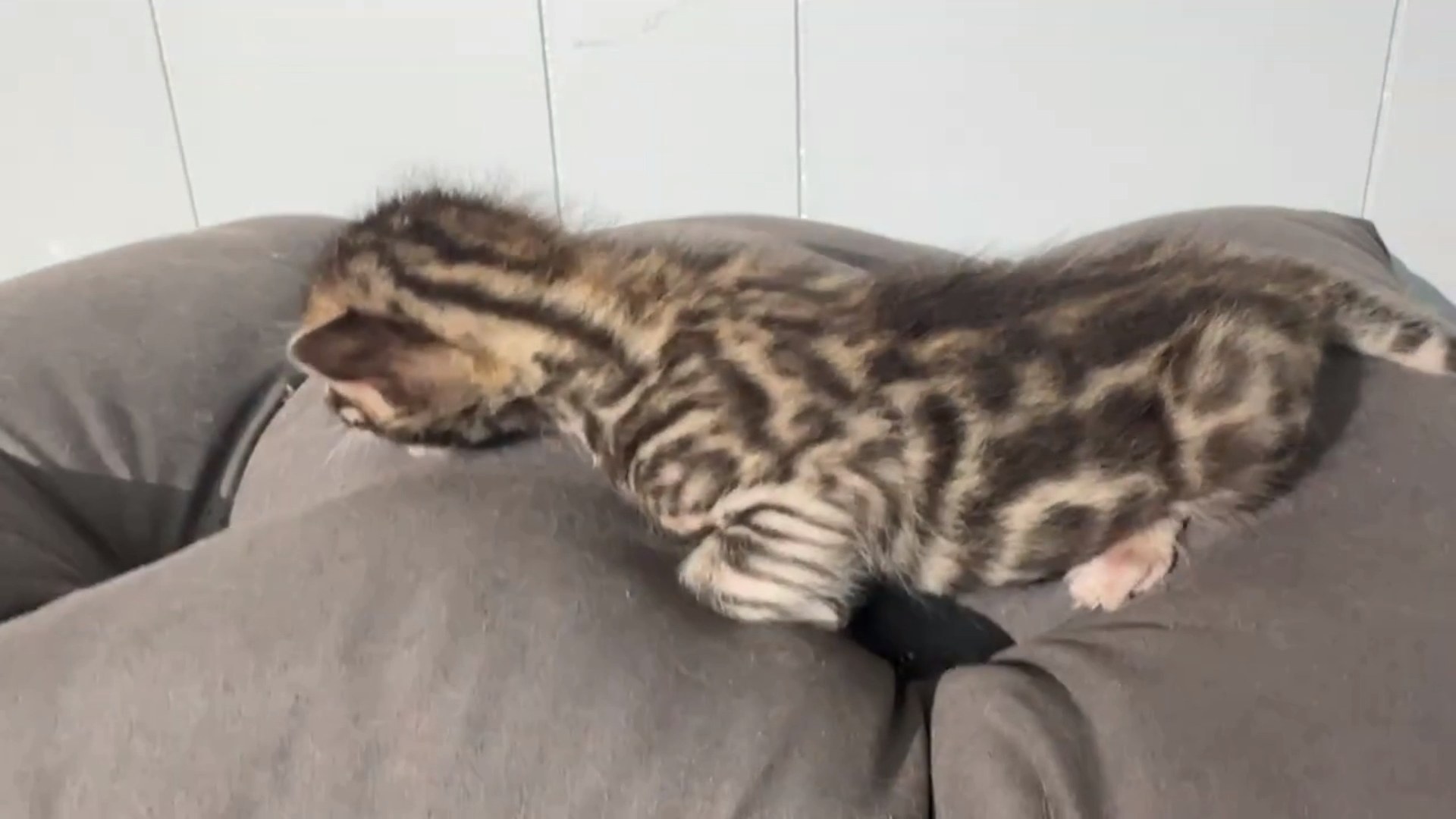 Picasso - Brown Rosetted Bengal kitten at Wylde Bengals, photo 8