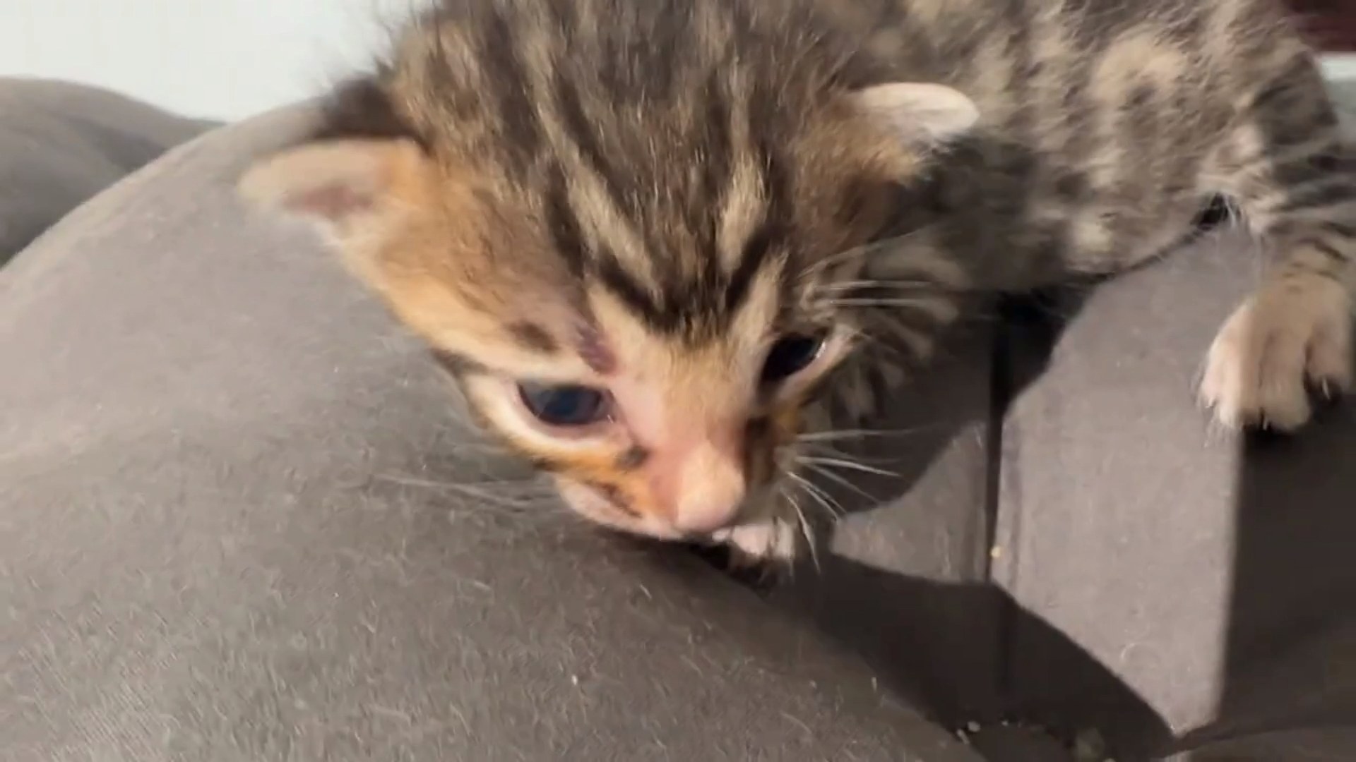 Picasso - Brown Rosetted Bengal kitten at Wylde Bengals
