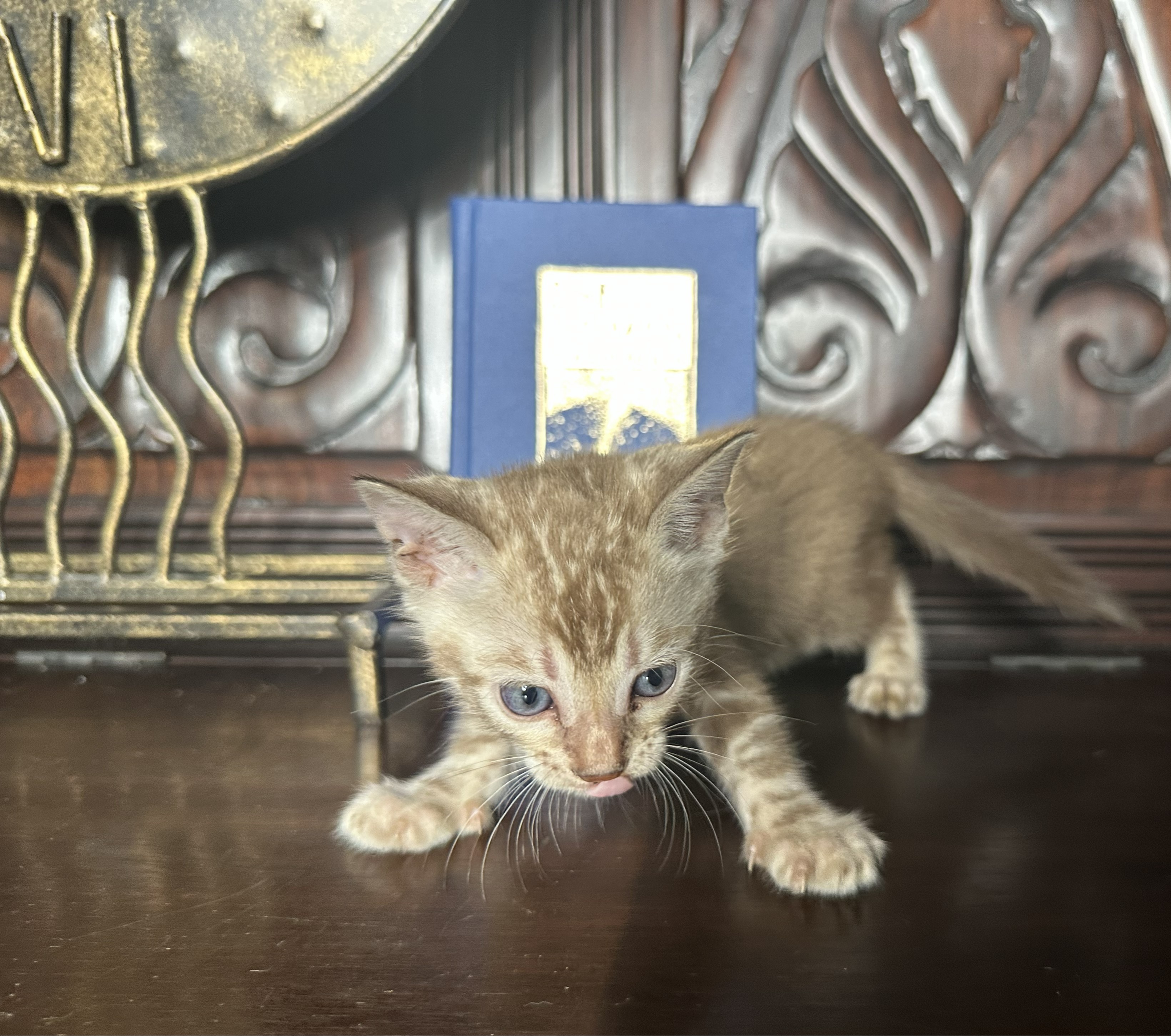 Suede - Sepia Snow Bengal kitten at Wylde Bengals, photo 1