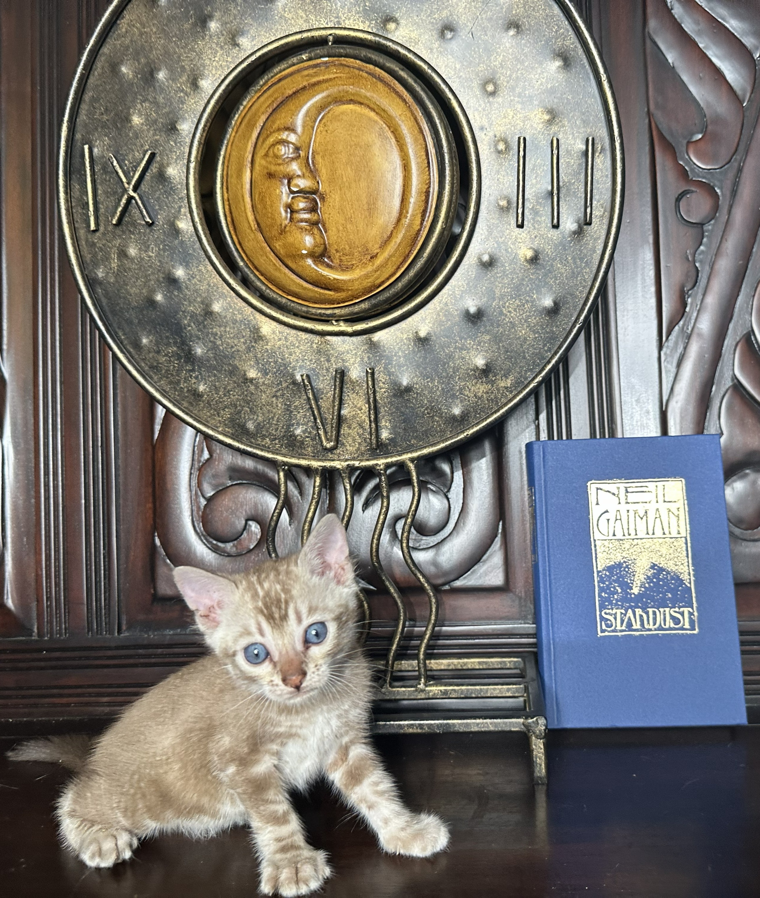 Suede - Sepia Snow Bengal kitten at Wylde Bengals, photo 2