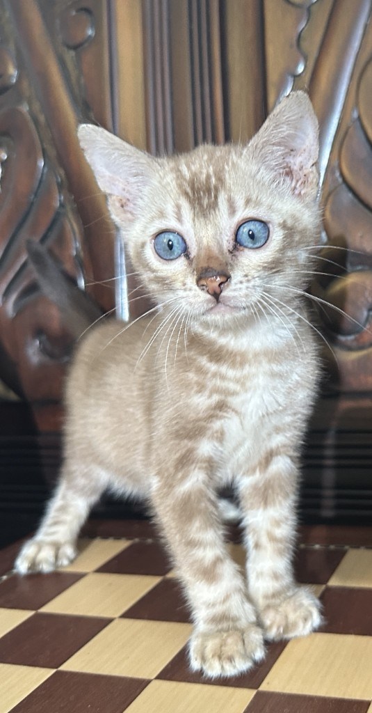 Suede - Sepia Snow Bengal kitten at Wylde Bengals, 7 weeks 4 days old, photo 1