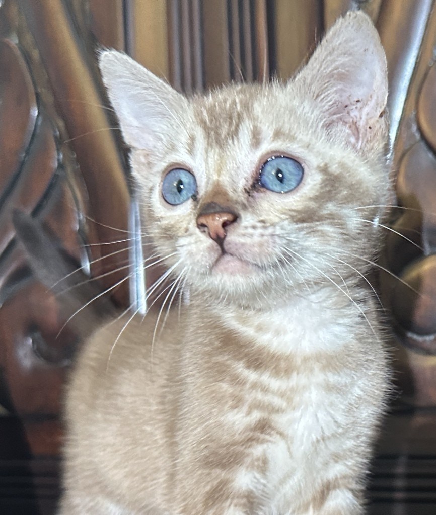 Suede - Sepia Snow Bengal kitten at Wylde Bengals, 7 weeks 4 days old, photo 2