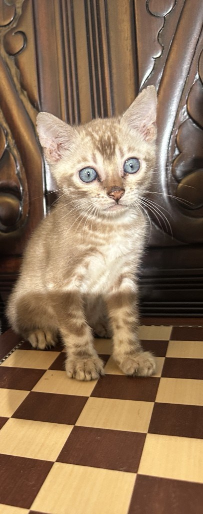 Suede - Sepia Snow Bengal kitten at Wylde Bengals, 7 weeks 4 days old, photo 3