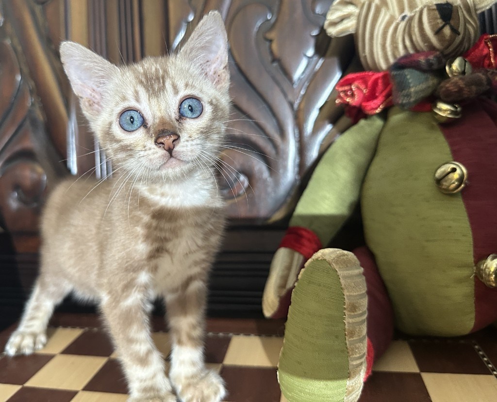 Suede - Sepia Snow Bengal kitten at Wylde Bengals, 7 weeks 4 days old, photo 5
