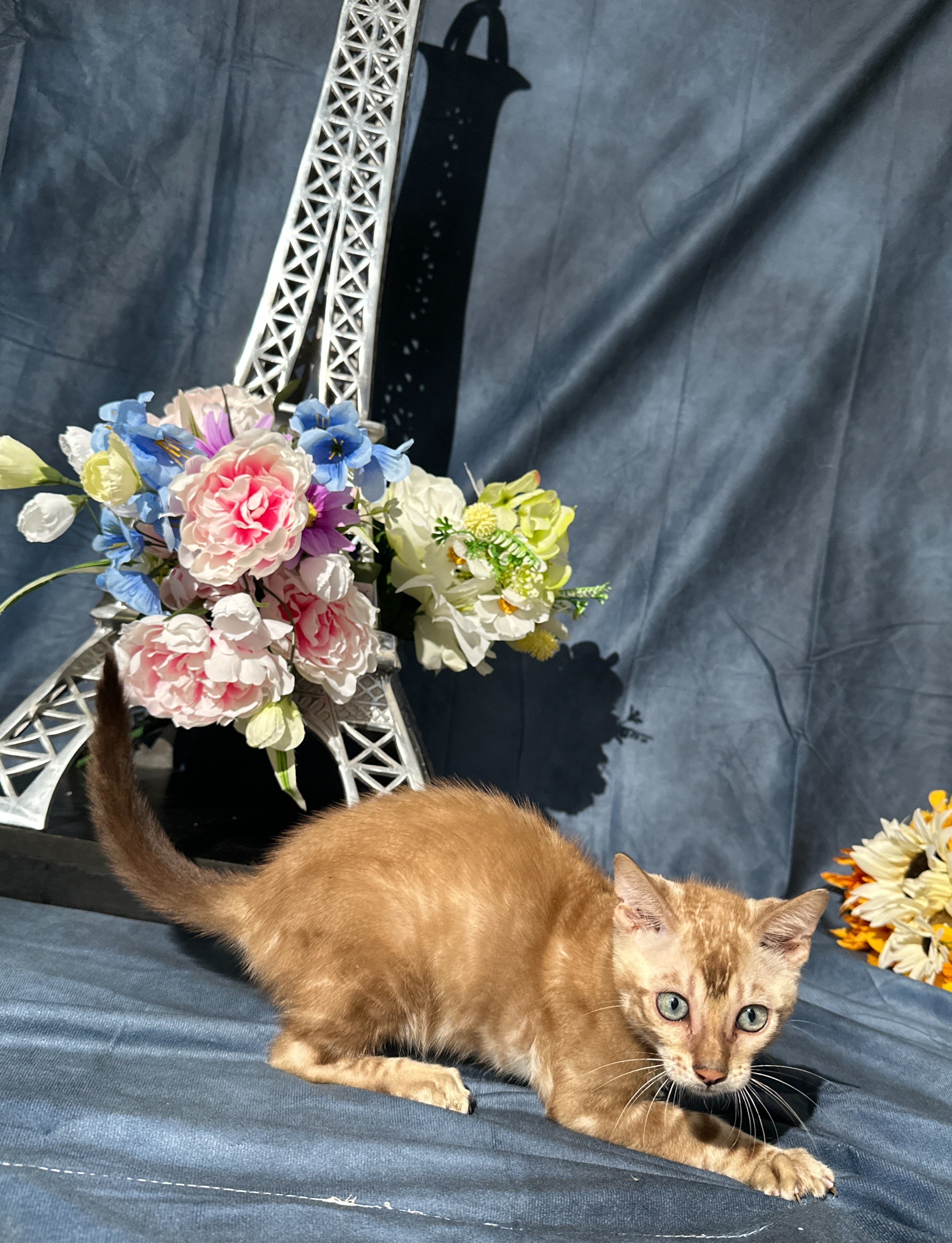 Suede - Sepia Snow Bengal kitten at Wylde Bengals