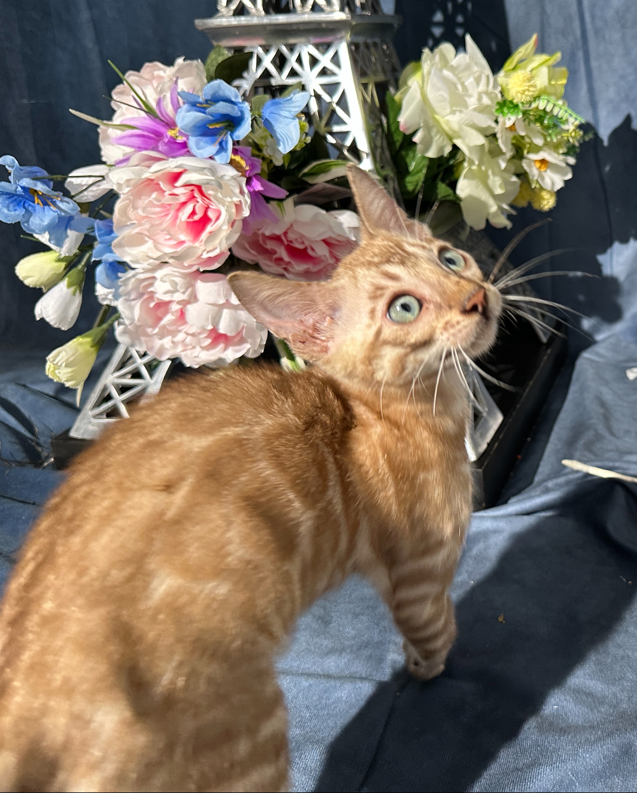 Valentino - Snow Bengal kitten at Wylde Bengals