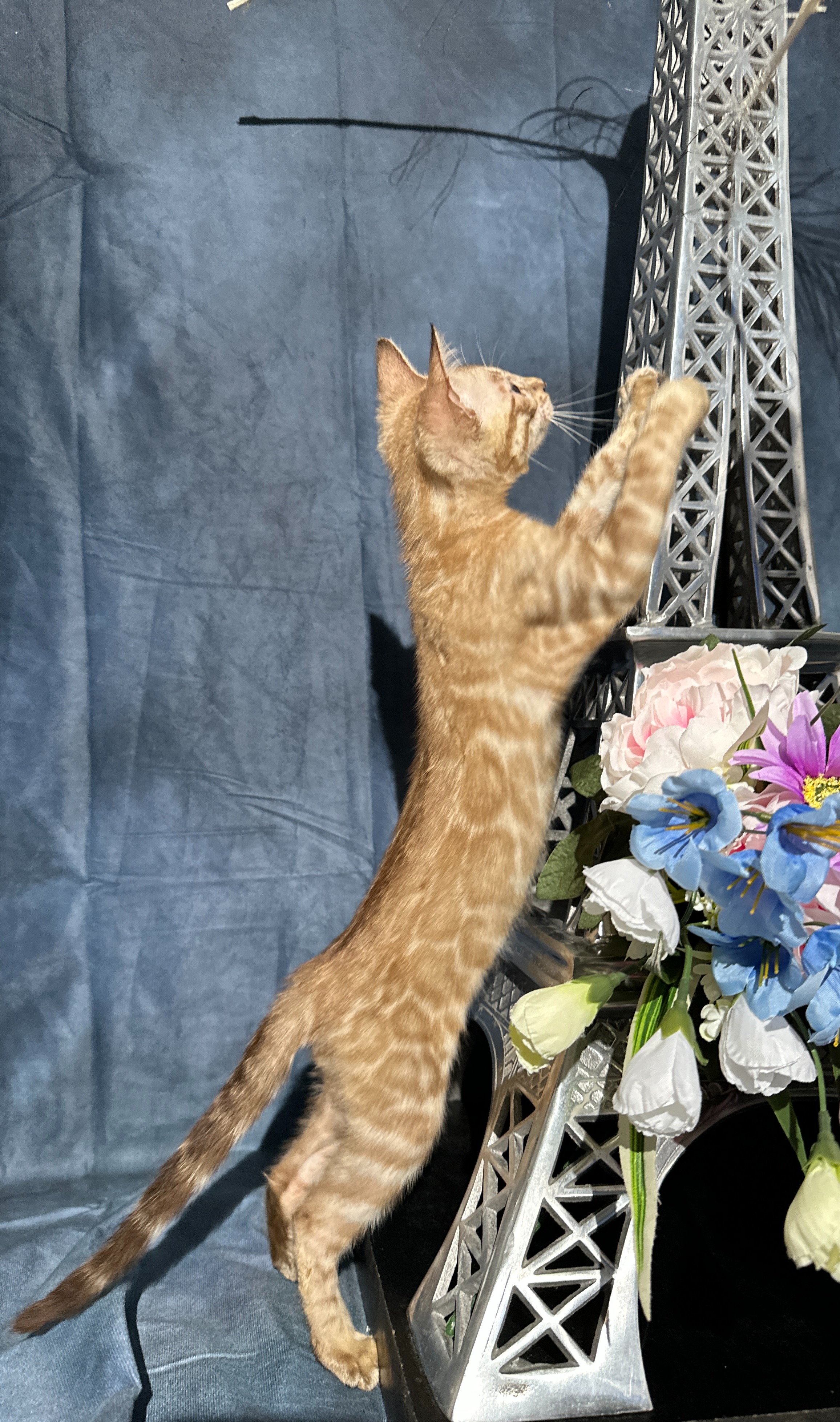 Valentino - photo taken August 25, 2026