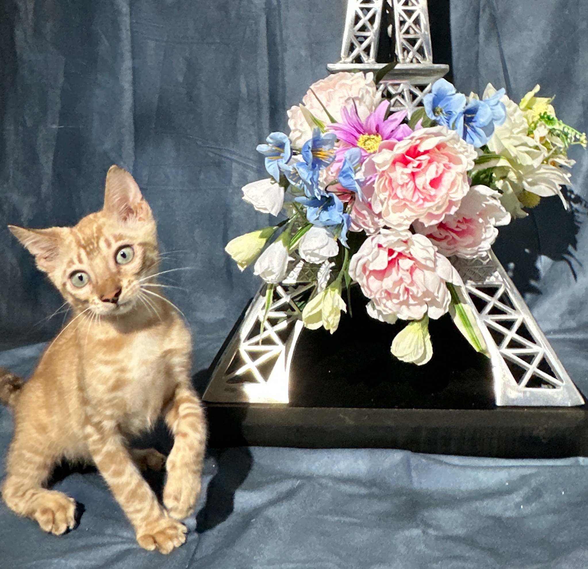 Valentino - photo taken August 25, 2026
