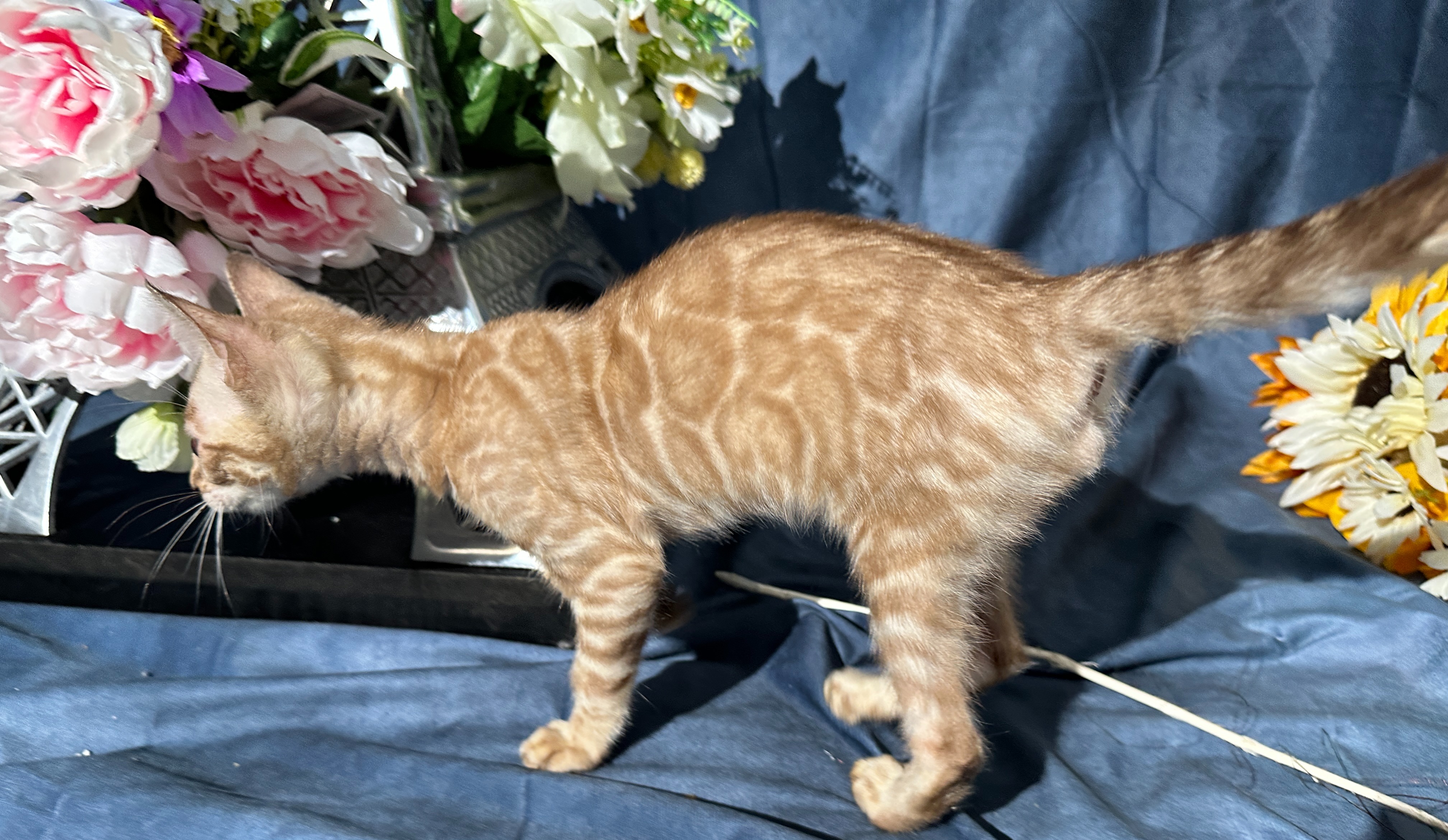 Valentino - photo taken August 25, 2026