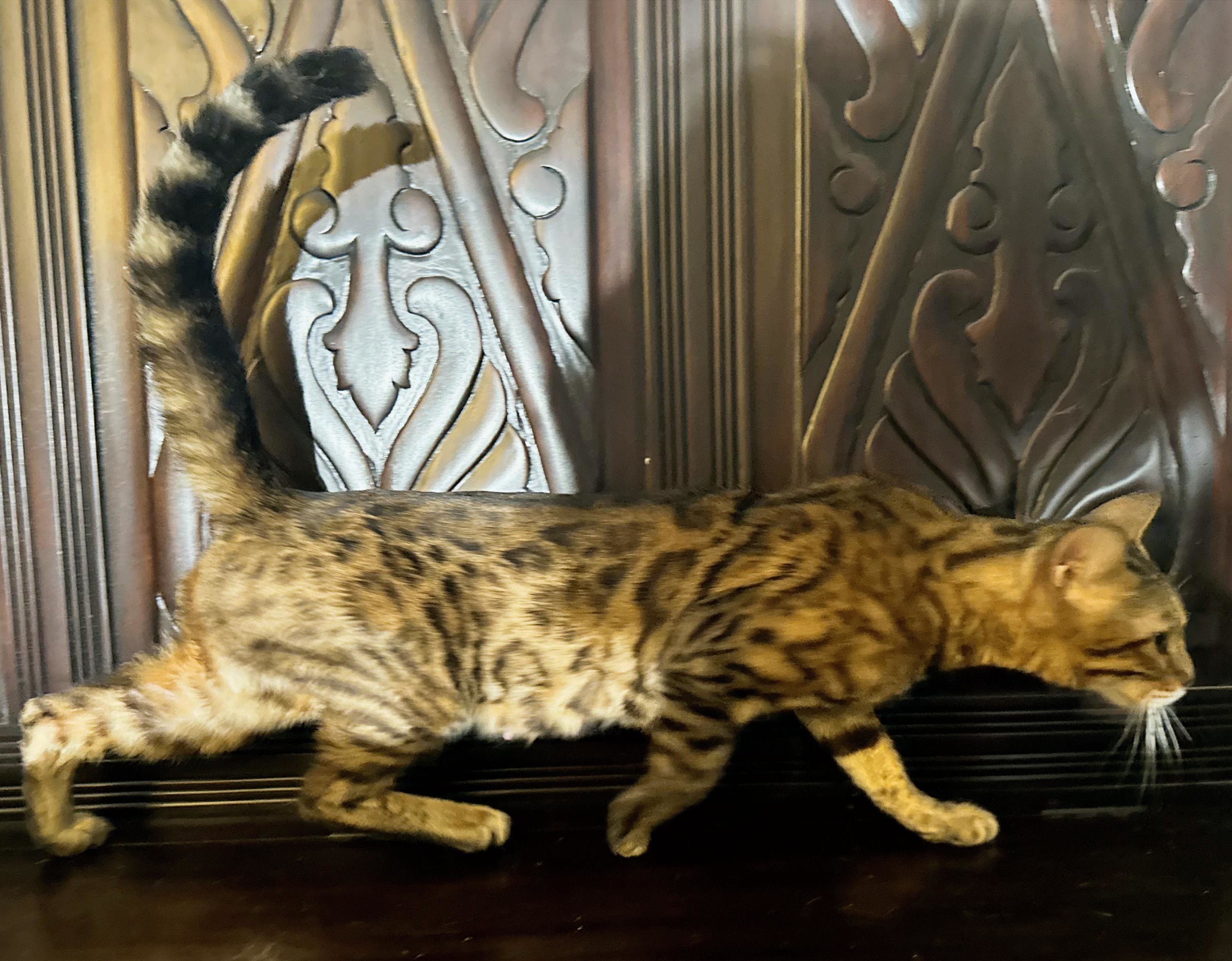 Koa - Brown Rosetted Bengal queen at Wylde Bengals with her newest litter