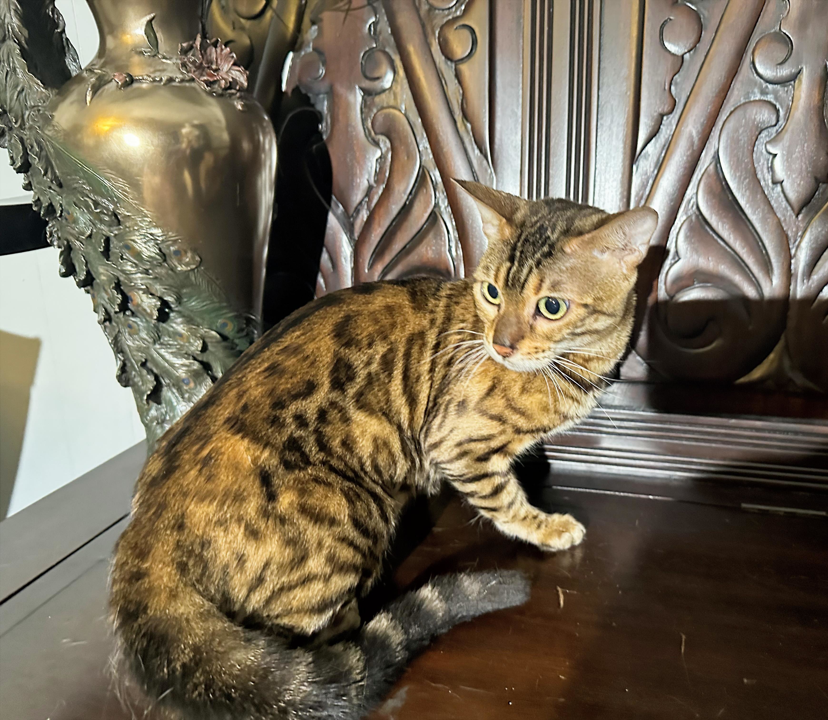 Koa - F3 Brown Rosetted Bengal queen at Wylde Bengals