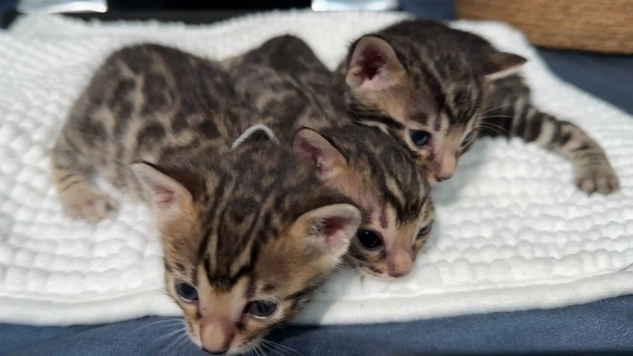 Koa's litter at 3 weeks old, photo 2