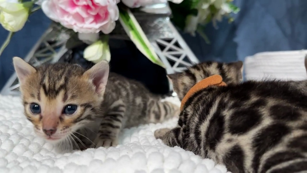 Koa's litter at 3 weeks old, photo 3