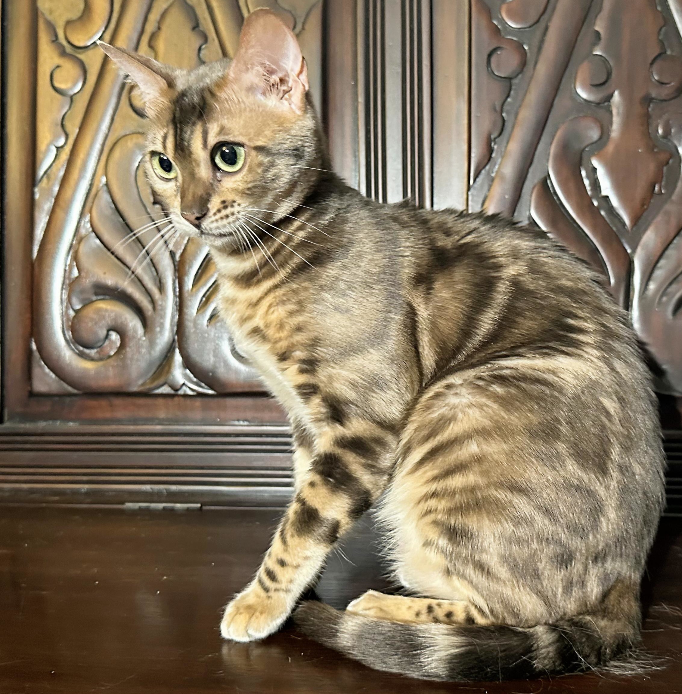 Myst - Rare Blue Bengal queen at Wylde Bengals