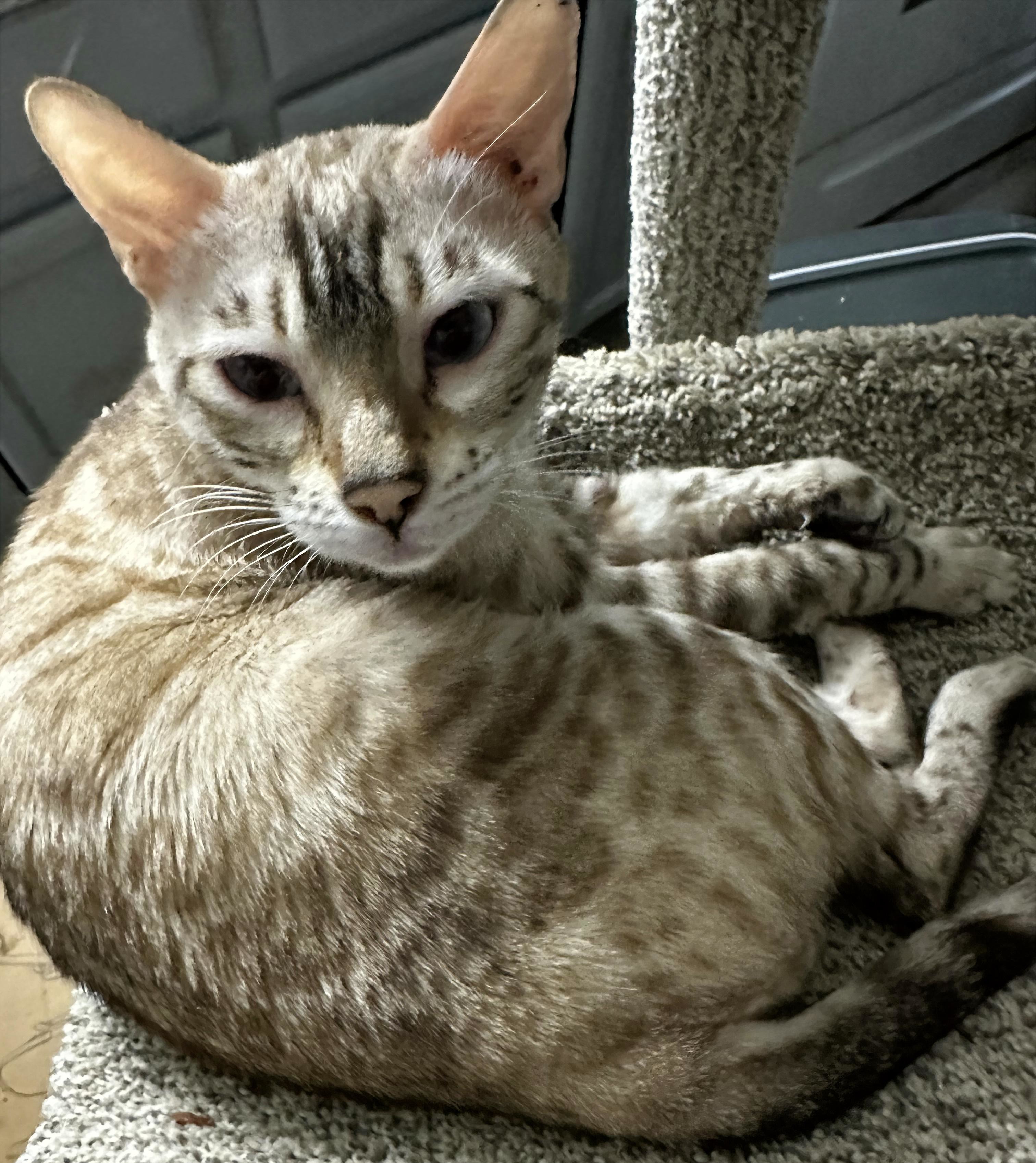 Sky - F4 Seal Mink Snow Bengal queen at Wylde Bengals