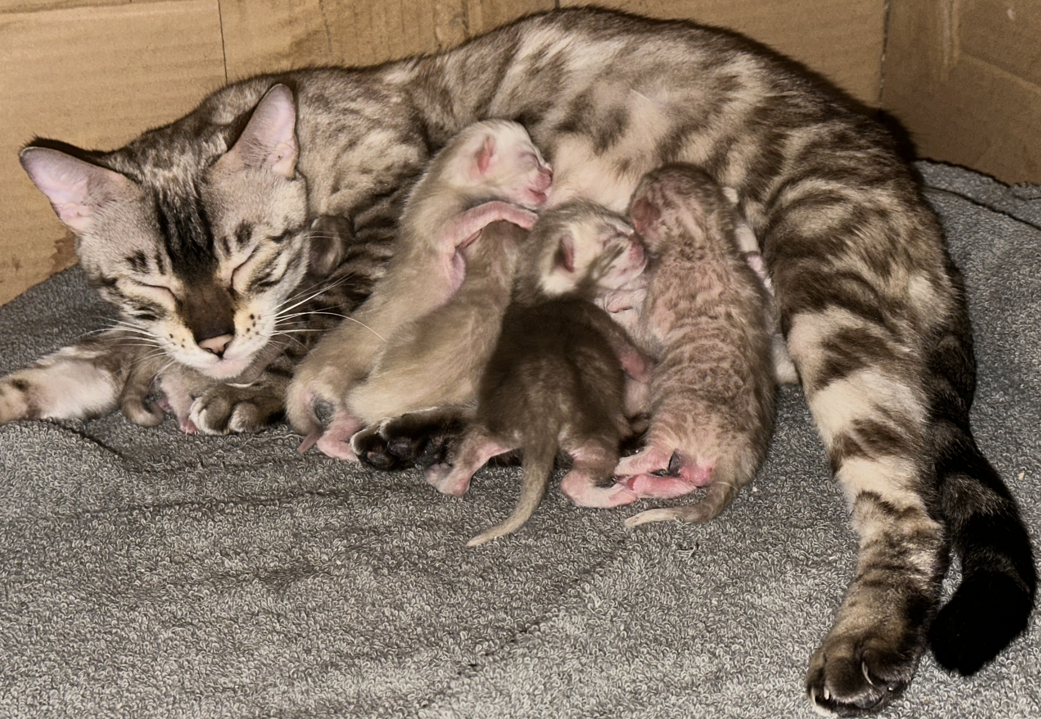 Sky with her newborn Bengal kittens, born May 31 2026, at Wylde Bengals